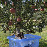 かずみ | 原田農園