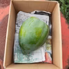 1点限り‼　青パパイヤ　(農薬不使用栽培)
