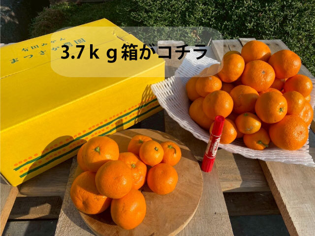 みかんママ 2026年12月第1週予約便】贈答用 樹上熟成よそいきみかん｜みかんの商品