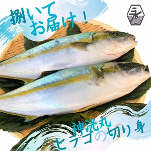 捌いてお届け　冷凍　★神洸丸のヒラゴ★　壱岐からの贈り物