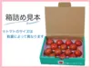【今が旬】味が濃い！高糖度フルーツトマト"木瀬恋味トマト"