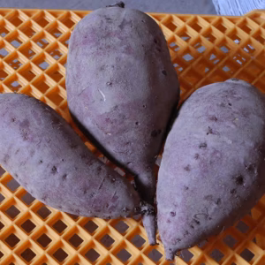 サツマイモ3種セット（農薬、化学肥料不使用）（北海道、沖縄不可）