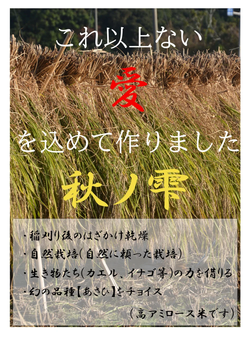 農薬化学肥料除草剤不使用 R5年度米愛媛県産ヒノヒカリ稲架掛け米 20kg