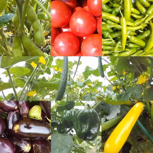 朝採り！無農薬無化学肥料　信州伊那谷★旬の野菜セット 　8/7発送　