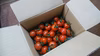 【フルーツトマト】糖度9以上ひと口サイズ