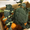 1月25日出荷限定！漁師の段々畑家のポンカン＆茎までおいしいブロッコリーお野菜