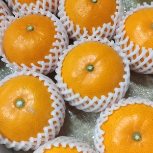 柑橘のトロ せとか 家庭用 3L 11玉     