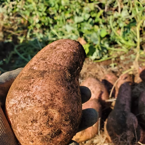 五島直送！潮風 × 火山灰土が育てたホクホクの島さつまいも『高系14号』