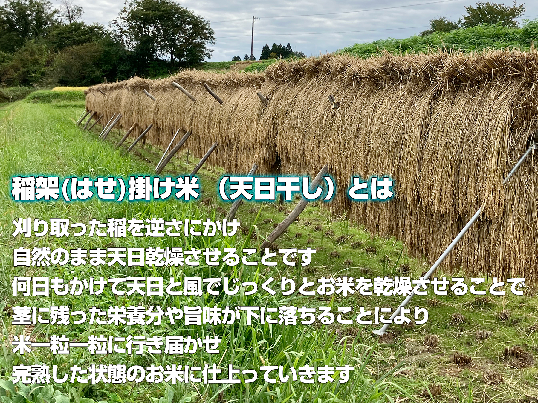 令和6年度 新米 岩手県産 ササニシキ 玄米 20Kg 稲架掛米 （天日干し）