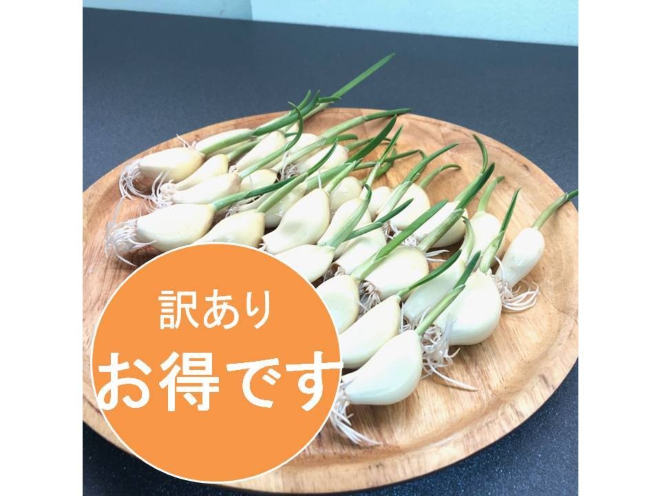 スプラウトにんにく 驚きの栄養価 発芽にんにく 35本 にんにく親方 - 野菜