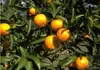 春みかん【レア品】果汁たっぷり!4月から食べれる柑橘（のうろく）