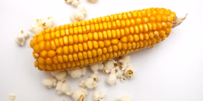 夏休みの自由研究に、ポケマル生産者さんからのご提案！【ポケマル商品企画部】