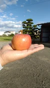 ☆秋の人気者☆【福島のリンゴ】　訳あり　こうとく2キロ　お買い得品！