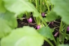 阿蘇蔵野菜5種盛りSセット
