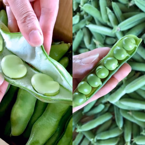 発送開始！☆初夏の贅沢ハーフ&ハーフ(エンドウ➕空豆)