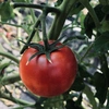 高糖度トマト　完熟収穫