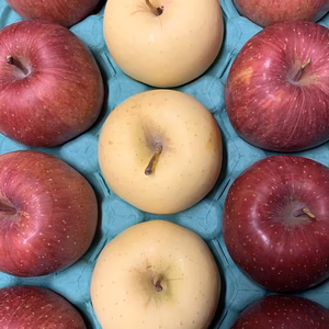青森りんごを直送　『ご家庭用完熟サンふじ・金星』３Kg　９～１１個入り