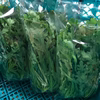 お鍋の具材~葉物編~　水菜VS菊菜