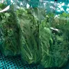 お鍋の具材~葉物編~　水菜VS菊菜
