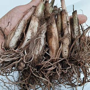 出荷中！【8年物100本】行者にんにくの苗