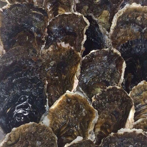 生で食べてください。浦村産の岩ガキMサイズ15個