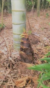 現地受渡し・千葉県　自然栽培【旬のタケノコ❗❗】子供に食べさせたい❗❗ 新松戸
