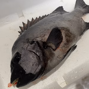 【魚突き】捕獲動画あり　石鯛1.4kg鱗、下処理済み