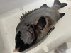 【魚突き】捕獲動画あり　石鯛1.4kg鱗、下処理済み