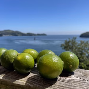 国産希少タヒチライム（収穫してすぐ発送！）