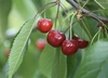 山形のさくらんぼ「紅さやか」バラ詰め700g 【6/2~発送】 