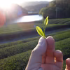 メール便♡ 【TeaBag 月の雫】爽やか緑茶・普段使いのお茶・農薬不使用