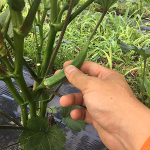 （直球）無選別オクラ1キロ