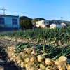 淡路島玉ねぎ極早生【スーパーアップ】有機肥料使用