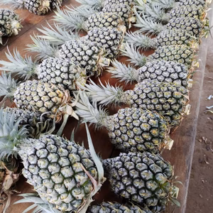 大盤振る舞い　パイナップル　４玉～１０玉セット（８キロ）