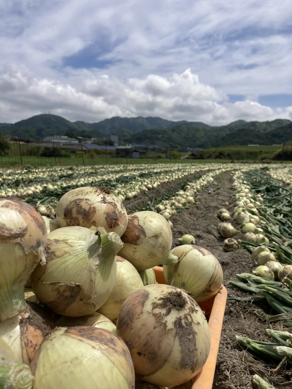 淡路島新玉ねぎ　七宝早生7号　サイズ色々