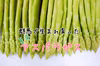 夏芽アスパラガス　Lサイズ1kg