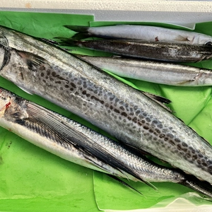 【本日発送】訳あり！"朝獲れ”鮮魚３種（1.9kg）　