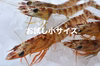 【お試し小サイズ】熊本・天草の車海老（冷凍・生食可）