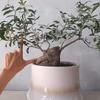 【ギフトにも◎】オリーブ盆栽　ネバディロブランコ  (PS230)