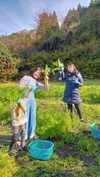 ベビーキャロット★まるで柿みたいに甘ーい！ミニ人参★岡山県・蒜山高原産
