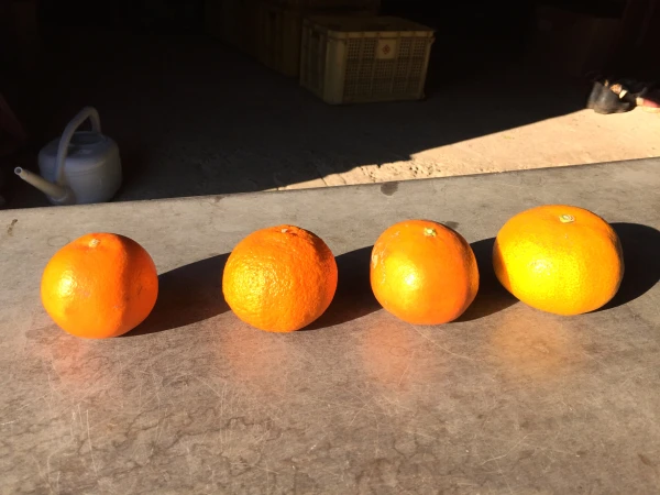 はるみ、いよかん、八朔、不知火、旬の柑橘詰め合わせ　3kg