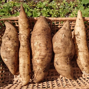 ヤーコン 農薬不使用 甘くてシャキシャキ
