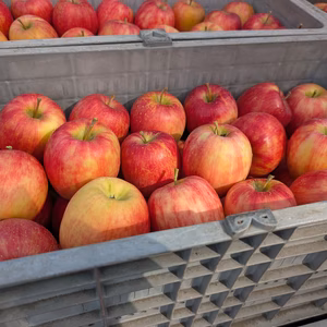 シナノドルチェ  家庭用 爽やかな酸味がクセになる!