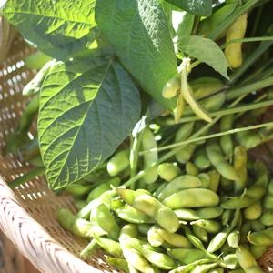 幻の枝豆‼️ 夕方採り✨秘伝✨ 嬉しいおまけ付き‼️