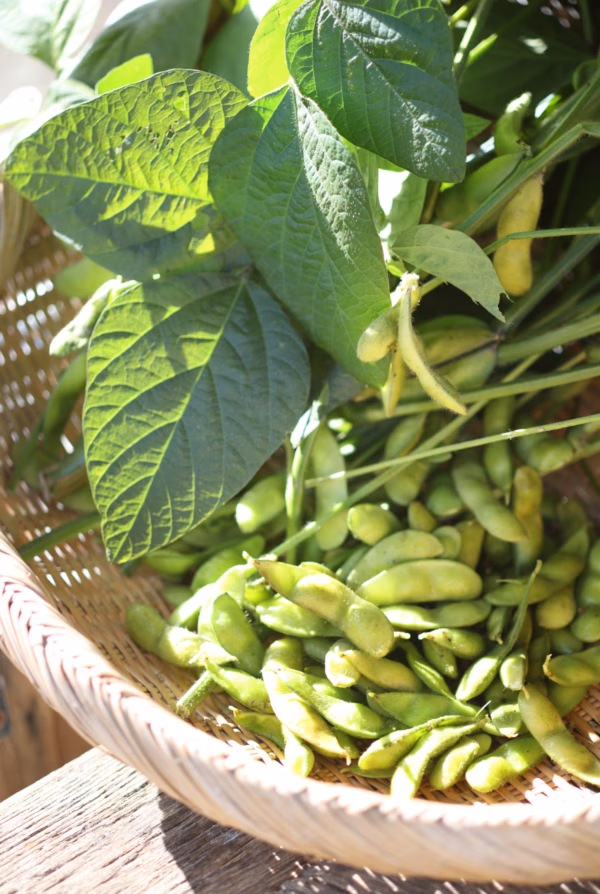 幻の枝豆‼️ 夕方採り✨秘伝✨ 嬉しいおまけ付き‼️