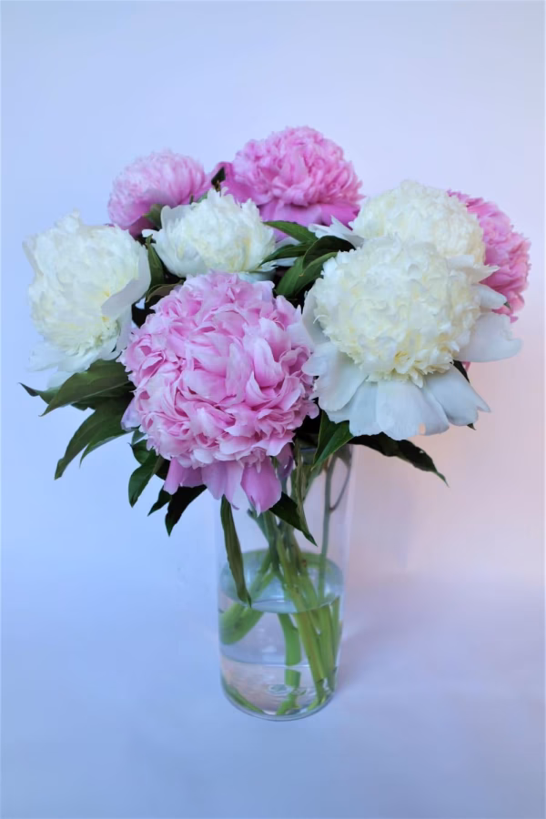 Hananono ～北信濃の花農家～