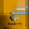 はまぐり各種、ながらみセット