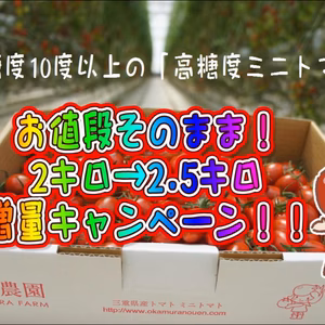 【期間限定】高糖度ミニトマト「あまりこ」2キロ→2.5キロへ増量詰め箱