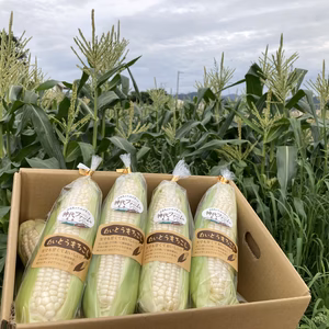 白いとうもろこし