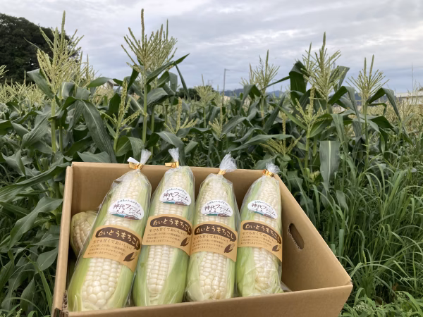 白いとうもろこし